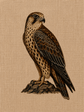 A detailed illustration of a falcon perched on a small rock, rendered in brown, beige, black, and gray tones on a textured tan background.

